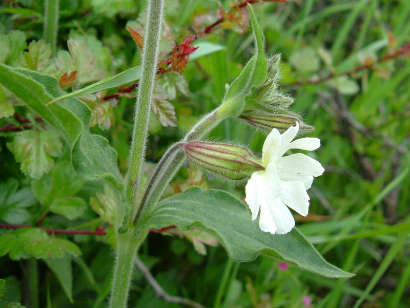 Silene alba - Silene bianca